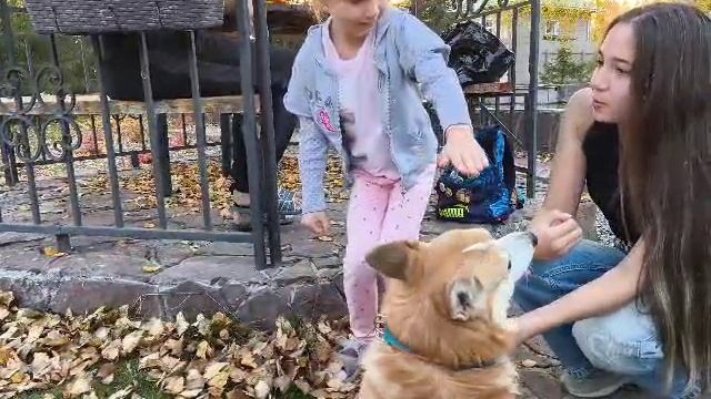 вау собака вадваре