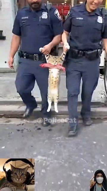 Сегодня был пойман самый беспощадный грабитель магазинов🐱🥩