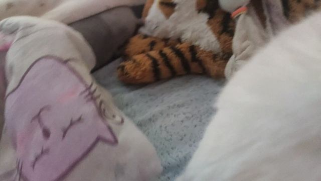 самый не придсказуи́мыи́ кот