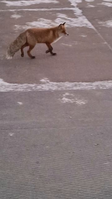 Подружку встретил! 😍