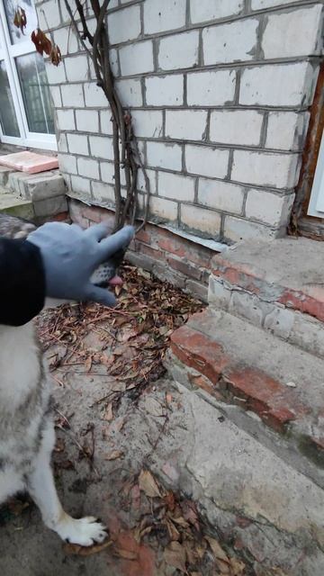 Приехали БЛЭР и ОЗИ 🐕❤️🐕