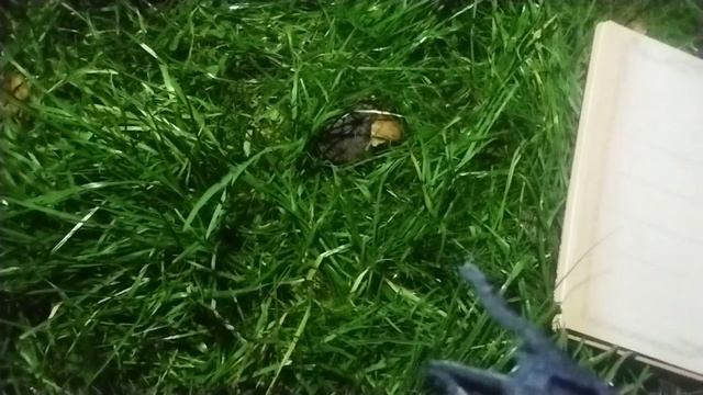 Крик фильм ПОСТАВЬ ЛАЙК