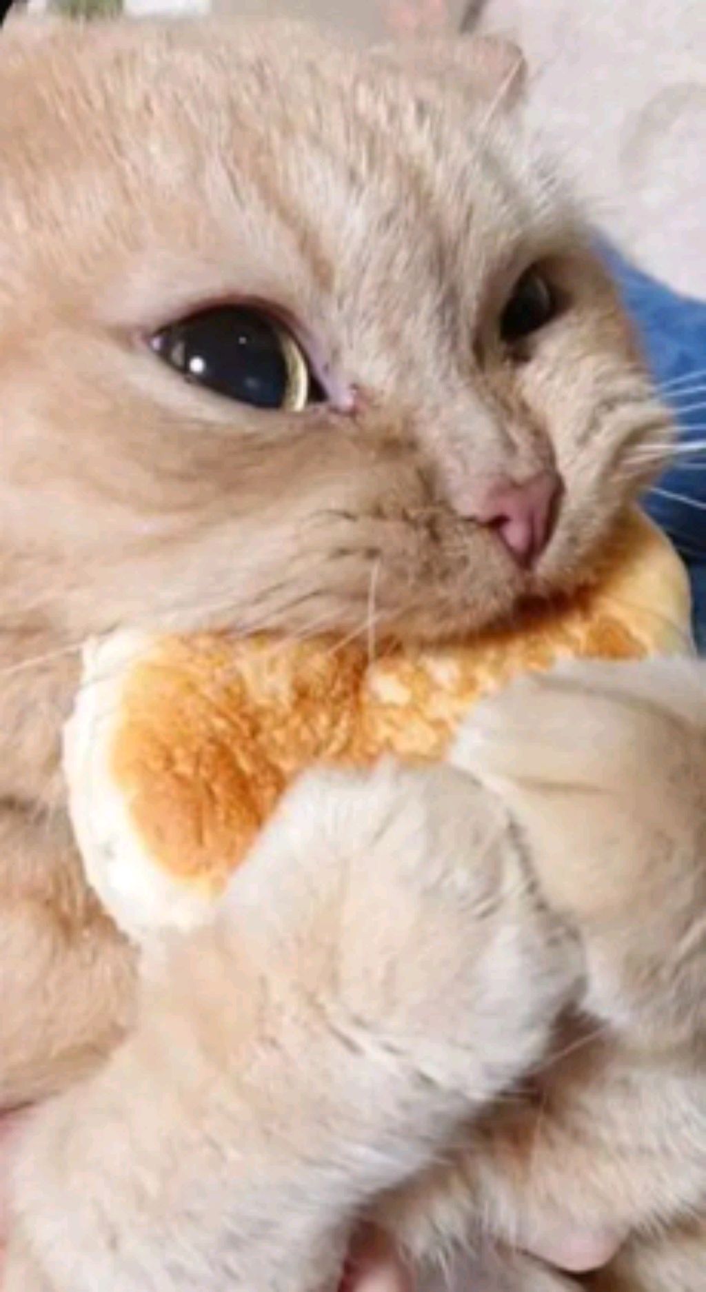 Играем в кастелло