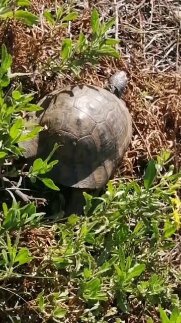 8 ноября ПО НАБЕРЕЖНОЙ МАХМУТЛАРА. ТУРЦИЯ 2025.  #alanya