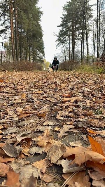 Прогулка с Ромой и коржиком