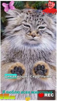 Я люблю всех животных😇