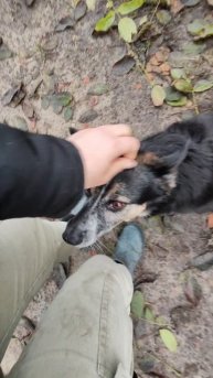 ЛИСУНЯ 🐕 ❤️ БЕЛОЧКА(она же Людмиловна) 🐕❤️ и КАТАНА стаффордширский терьер 🐕❤️ Белочка освоилась,