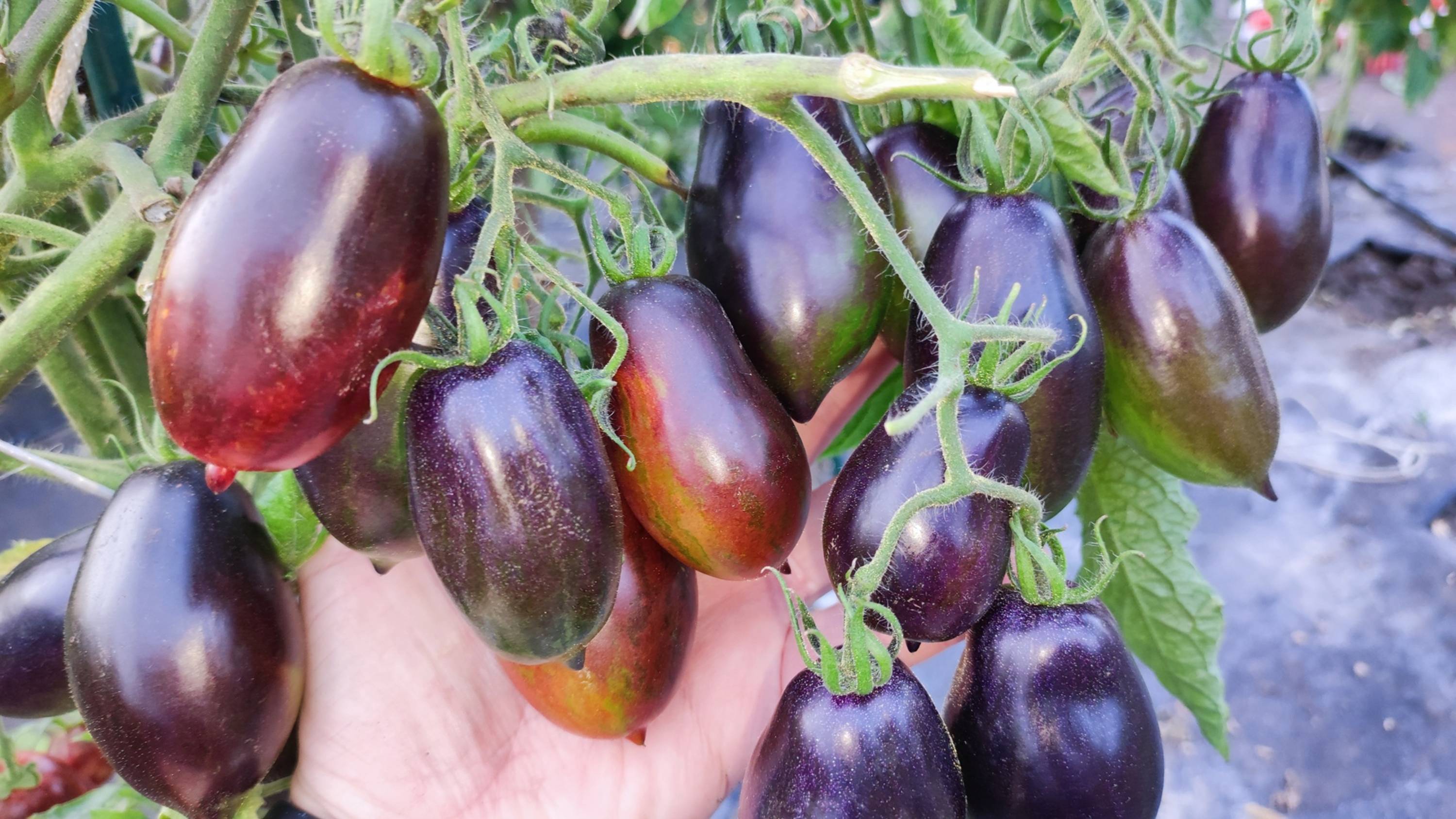 Этот томат один из любимых Гномов, сажаю каждый год