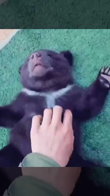 VID_20251108_081111_409.mp4