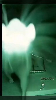 У крысы есть юмор