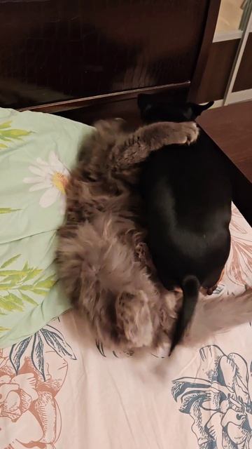 Хватит спать, играть хочу.