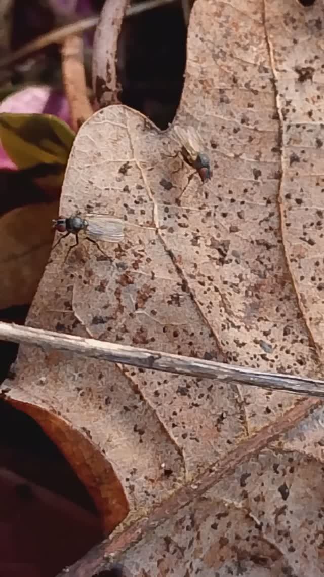 опасность.mp4