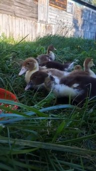 Первые поселенцы в нашем доме || Купили дом в деревне || Из города в деревню || жизнь в деревне