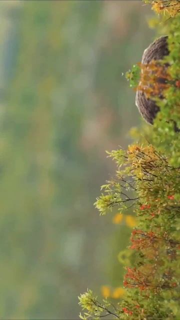 Железная леди внутри тебя… 
… пробуди энергию природы