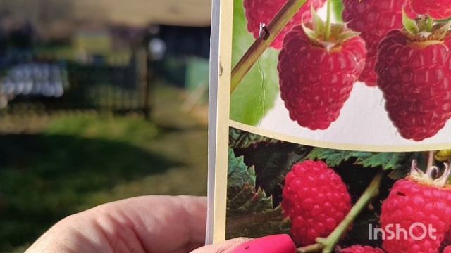 Хроника дня, малина, смородина и другое, 7.11.25