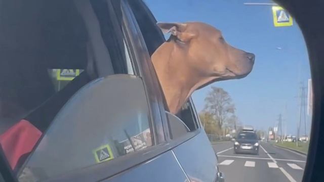 Грусть она такая...)