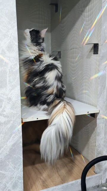 Женский талант #мейнкун #cat #котики #веселыекоты #кот #видосыоткота #коты #моякошка #мейкун