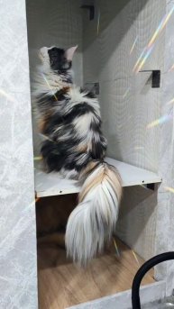 Женский талант #мейнкун #cat #котики #веселыекоты #кот #видосыоткота #коты #моякошка #мейкун