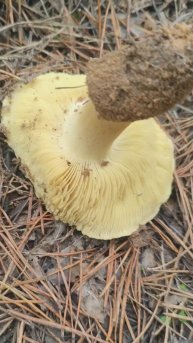 🍄 ФОТОГРИБАЛКА, 07.11.25.