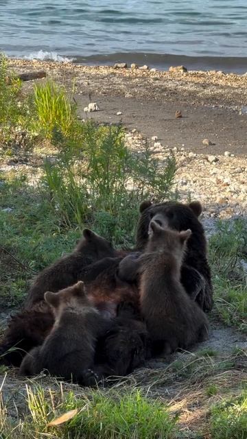 Так кормятся медвежата