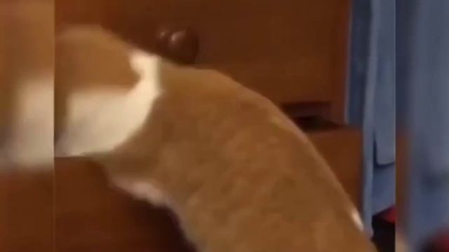 Том и Джерри на реальных событиях .mp4