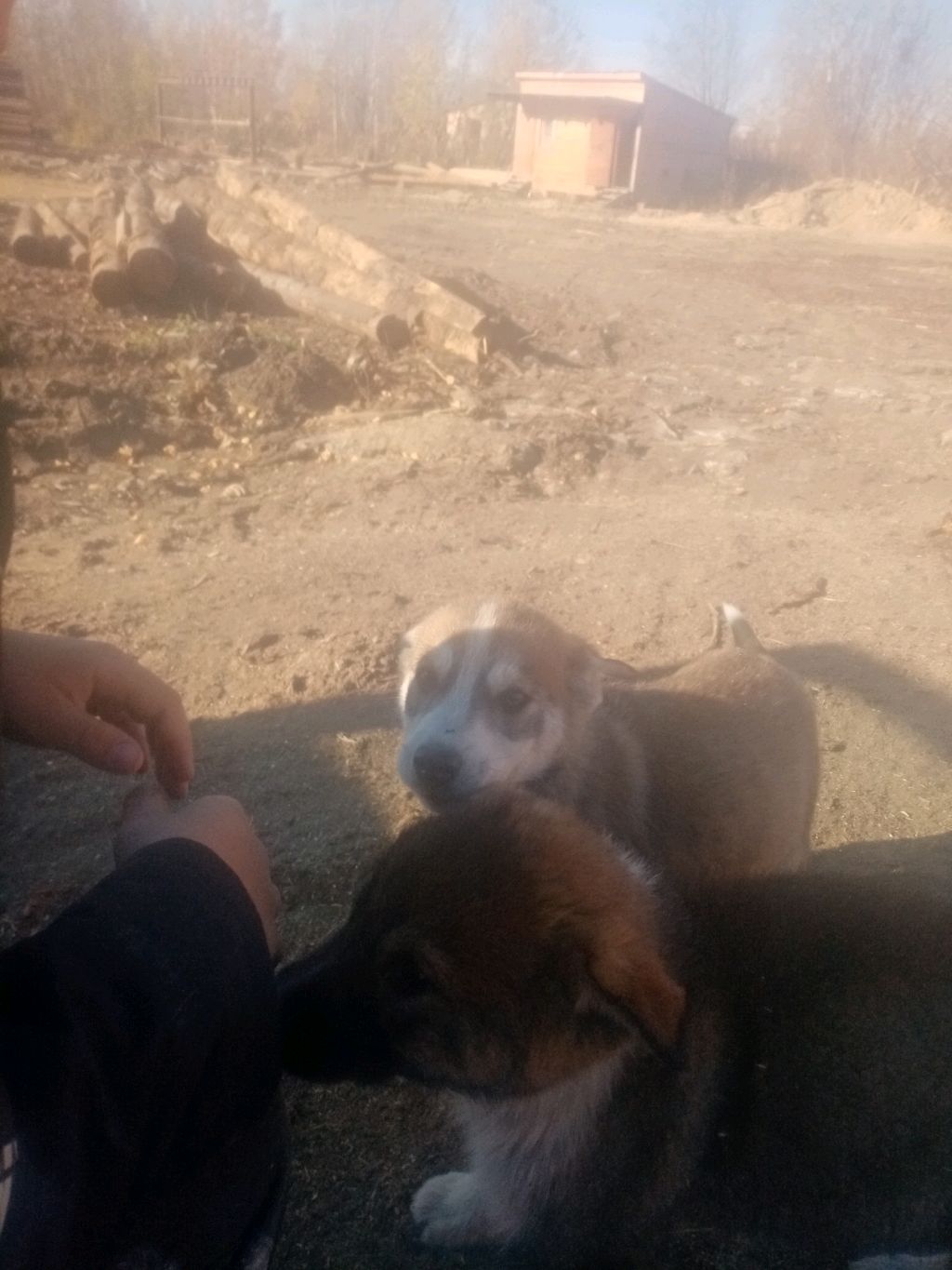 5 ночей с тимохой