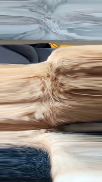 Товарищ #мейнкун #cat #котофейка #котики #веселыекоты #кот #видосыоткота #мейкун #коты #моякошка