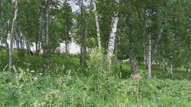 The beauty of summer.