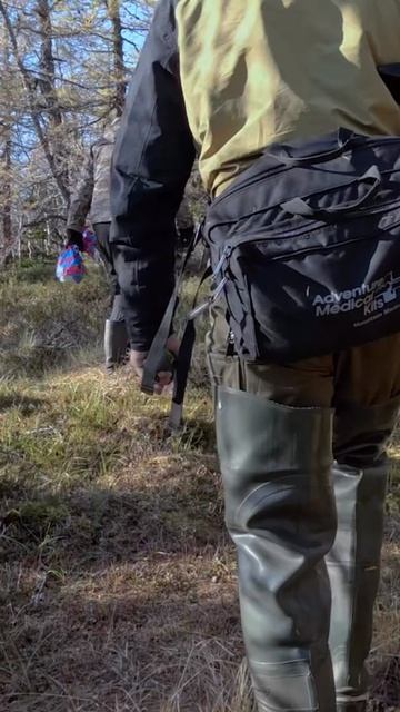 Овцебыки, ветеринарная работа с овцебыками на Ямале. Полное видео на канале