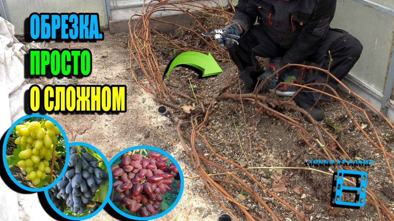 САМАЯ ПРОСТАЯ ОБРЕЗКА ВИНОГРАДА НА ЗИМУ + ВАЖНЫЕ НЮАНСЫ. СЕВЕРНЫЙ ВИНОГРАДНИК 25-38