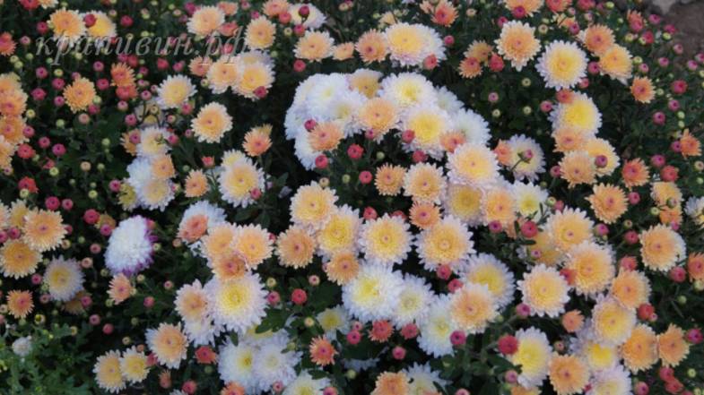 Хризантема корейская Ивона