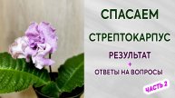 Спасение стрептокарпуса. Результат. Часть 2.