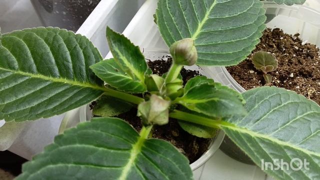 Мои глоксинии на 9 ноября 🙏🌱🤗ждем цветения 
#глоксиния #цветыдлядома #комнатныецветы