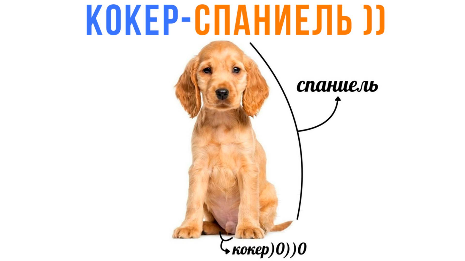 АНАТОМИЯ КОКЕР-СПАНИЕЛЯ ))) Приколы | Мемозг 1684