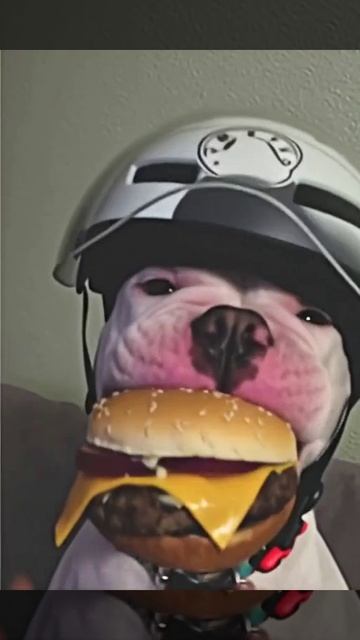 нейро пес N1.