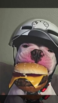 нейро пес N1.