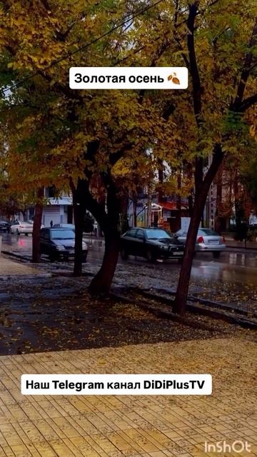 Золотая осень в Иране. #travel #tehran #иран #iran #путешествия #music #DiDiPlusTV