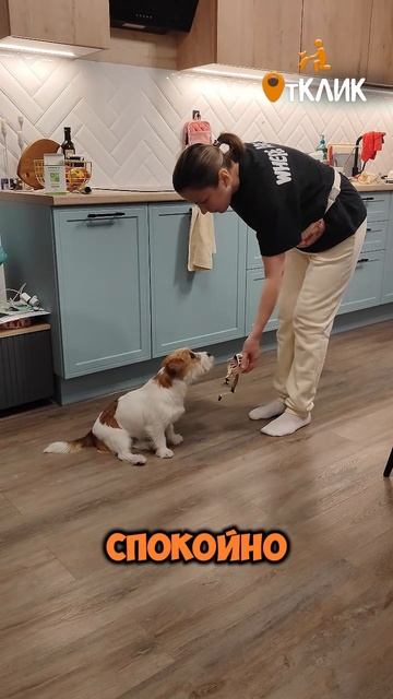 Намордник - не тюрьма!