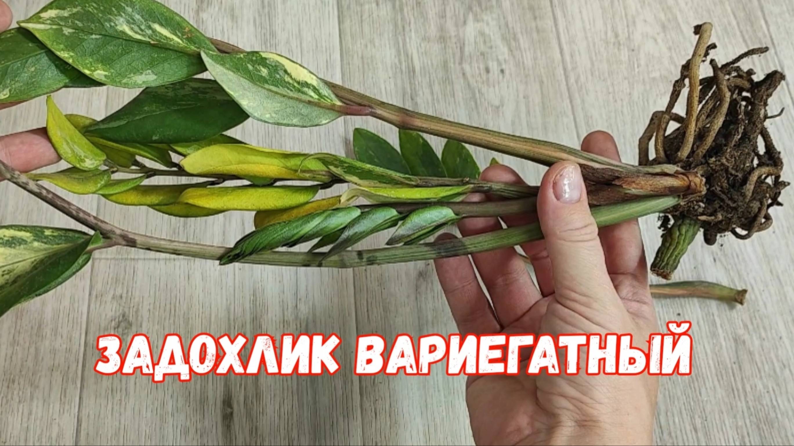 Реанимация Замиокулькаса вариегатного, даже слабый цветок оживет и нарастит мощные клубни и листья