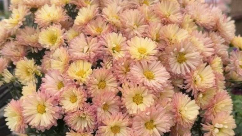 Хризантема мультифлора Бранбич крем