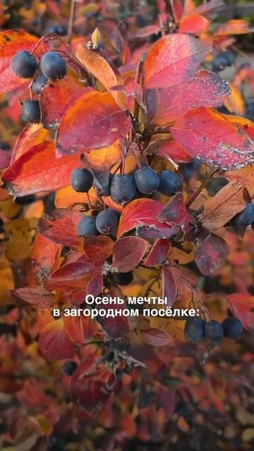 Осень мечты в загородном посёлке