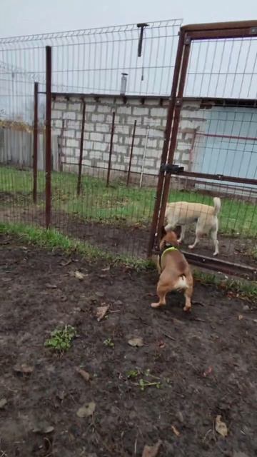 На выходные приезжал МАЙК французский бульдог 🤗 🐕 ❤️