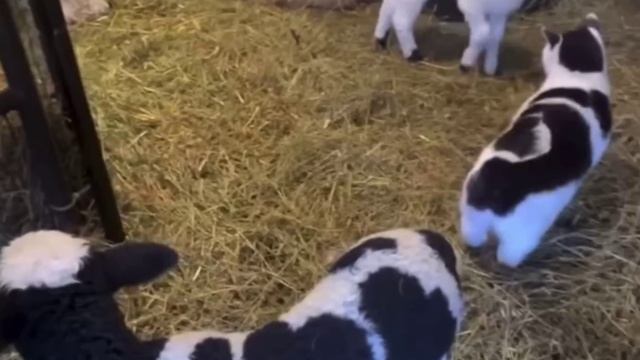 По хозяйству распространился пятнистый вирус🦠🤣