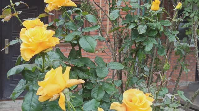 Дела садовые. Снежноягодник.