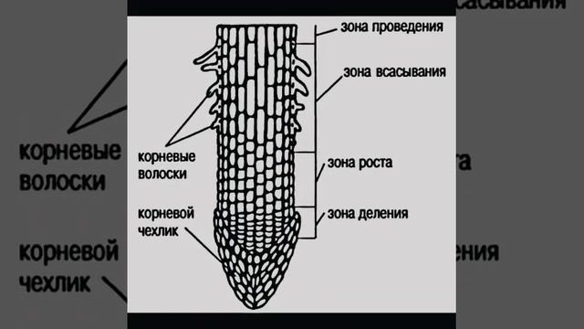 Эдит с Чехликом от (Ежова Константина моего одноклассником)