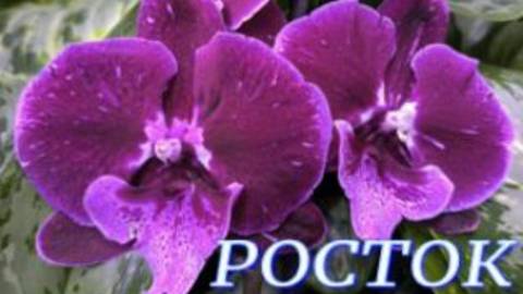 №1140/ СВЕЖИЕ качественные ОРХИДЕИ в с/ц РОСТОК