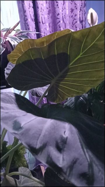 🪴Регал Шилдс💚моя любовь☺️