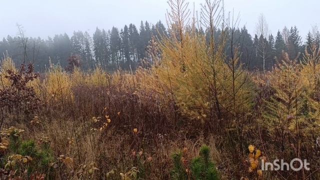 Сдаём металл, сельхоз инвентарь, грибная эпопея, 8-9 ноября 2025