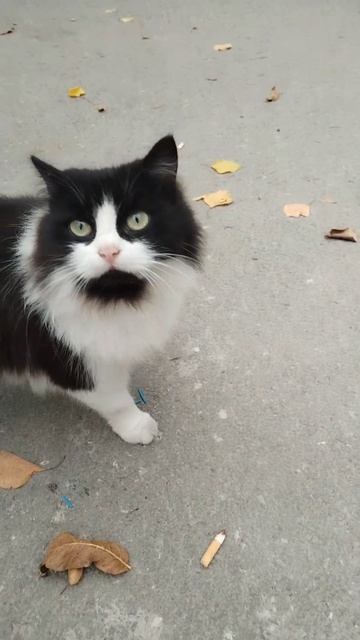 #кошка #котик #девочка #жизнь #любовь #питомец #животные #лайк такая хорошая 😋💞