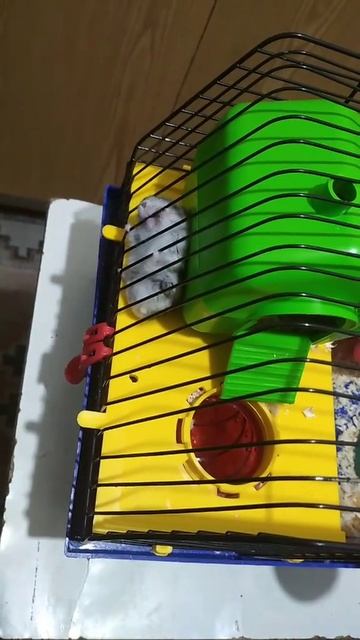 Хомяки мешают спать